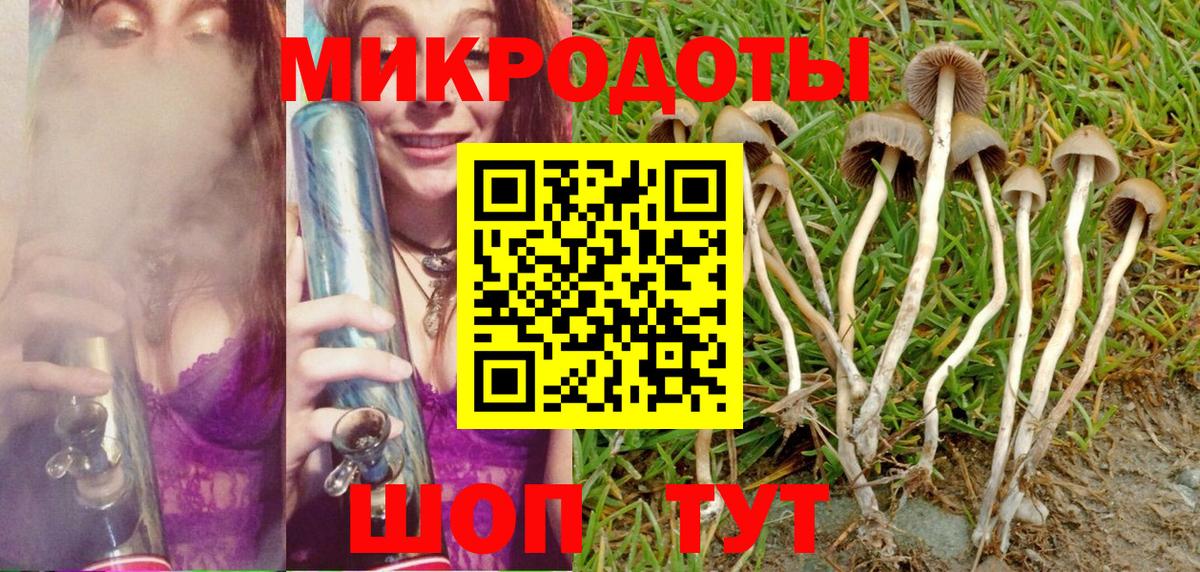 Псилоцибиновые грибы Psilocybine cubensis Гулькевичи